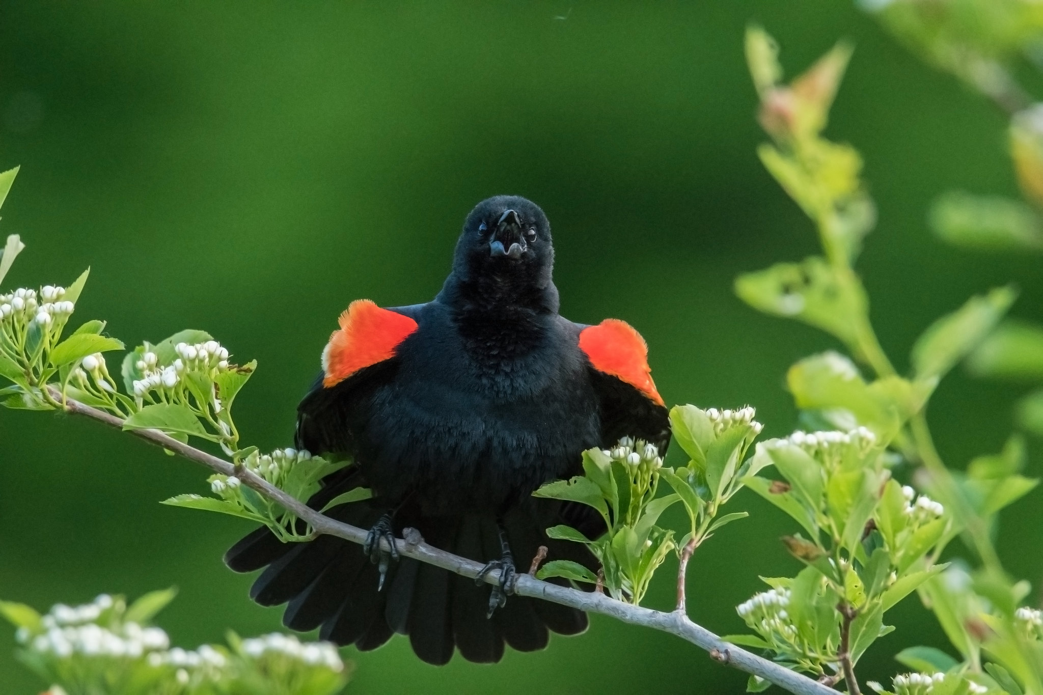Another photo taken at CTC: a red-winged blackbird captured in the Sarita conservation area. 