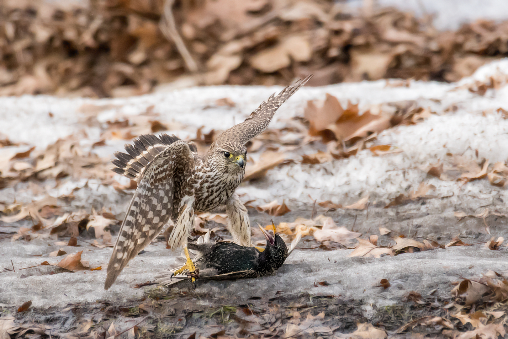 Taken at CTC: a starling escapes the talons of a distracted merlin  